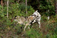 /album/saarloos-wolfdog-norway/image-25-jpg/